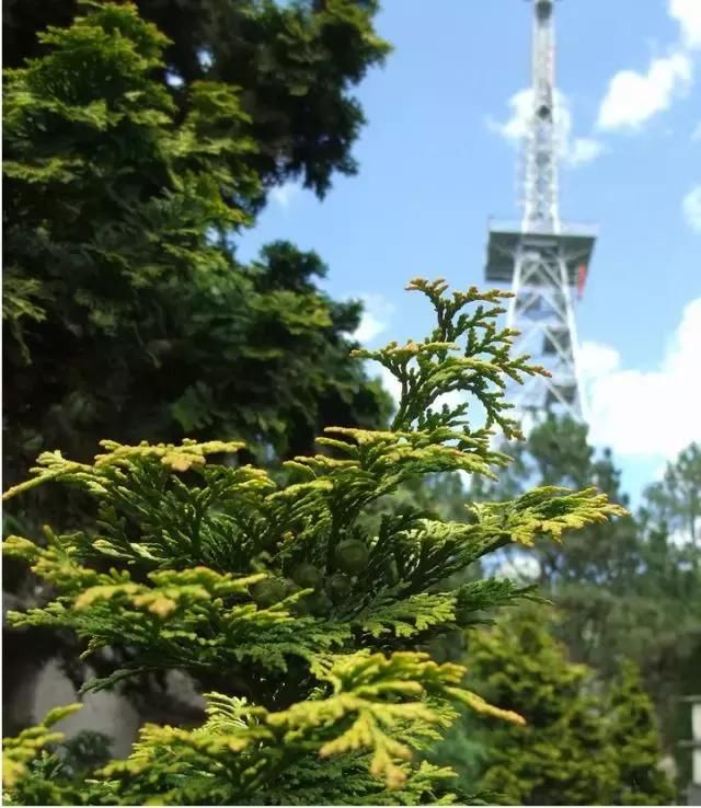 避暑纳凉好去处！距离楚雄不到4小时车程！