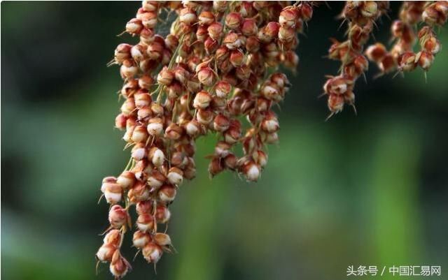 原出口至中国的美高粱改道沙特,中国企业望政