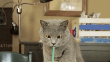 爆笑GIF: 只有养狗的人才懂洗狗的痛!