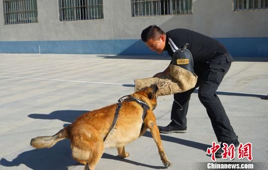 忠诚守护雪域高原的“警犬汪”