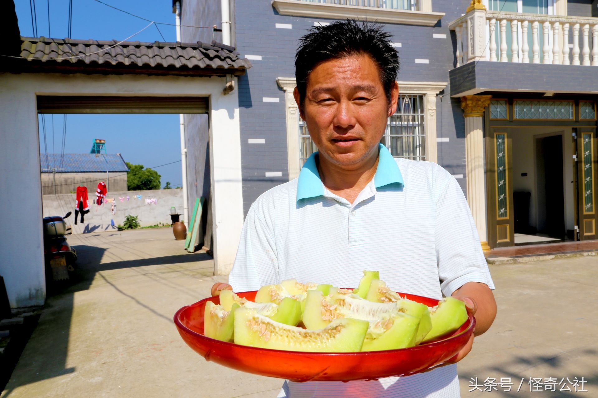 湖北枝江:农民的甜瓜成堆卖，路边卖1元一斤，田间采卖5角一斤