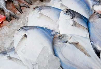 鱼富含高蛋白,人们感冒发烧能吃鱼吗?