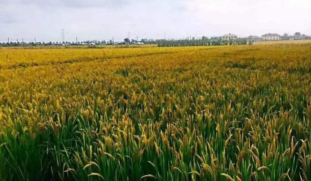 在什么什么中作文