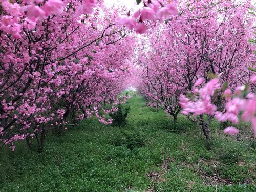 兄弟阋于墙,外御其侮是中华民族在遭外敌时团