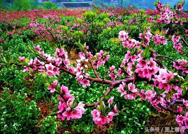 绝美花海为你，许下美丽的心愿