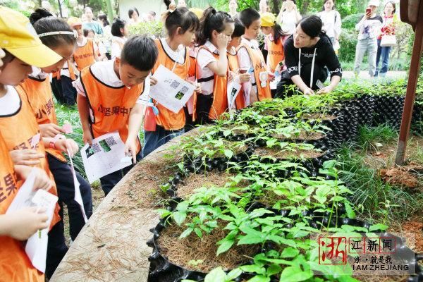 林下种草药 学生来认领