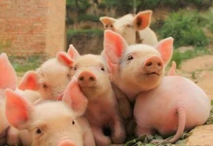 安心养猪，猪价7、8月还会继续涨！