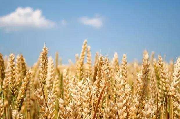 今年小麦市场收购火爆,小麦价格一路向上!明年