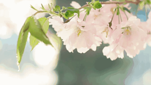 玉溪最全赏花攻略来了，花海之约不要错过!