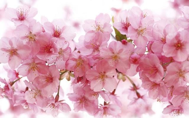 别去日本了！北京这趟6元小火车，带你穿越绝美樱花！沿途风景惊