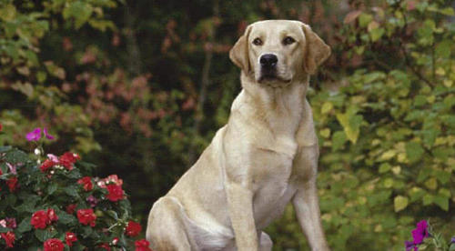 犬类中你最喜欢什么类型的狗呢,可爱呆萌乖巧