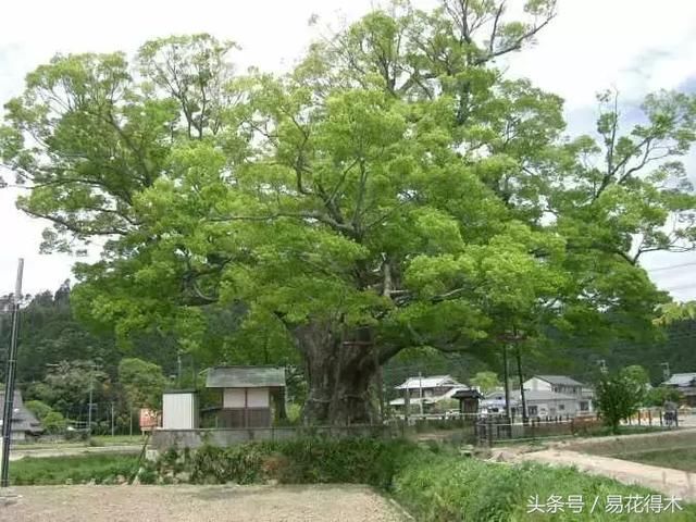 小叶榔榆、花皮榆、榆树、榉树的区别辨识之浅见