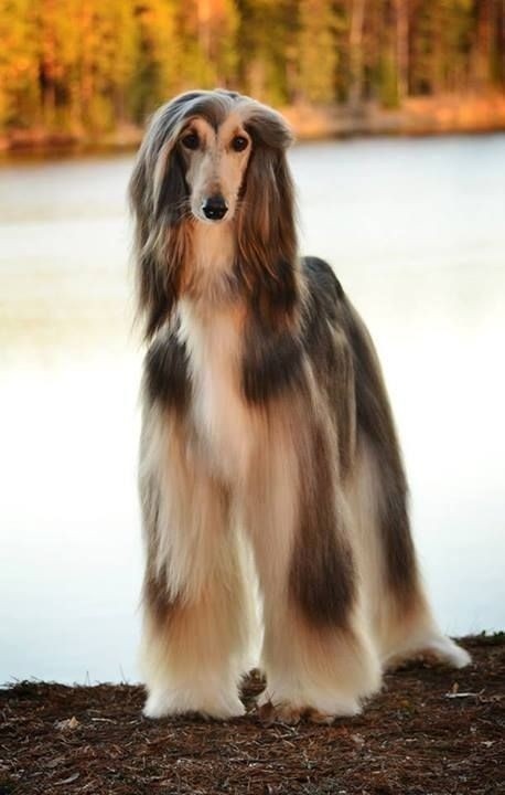 狗狗飘逸的长发表情包分享展示