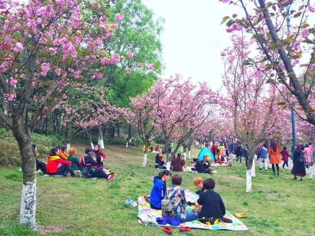 青白江凤凰湖的樱花终于开了，门票免费，再也不用去日本看樱花啦
