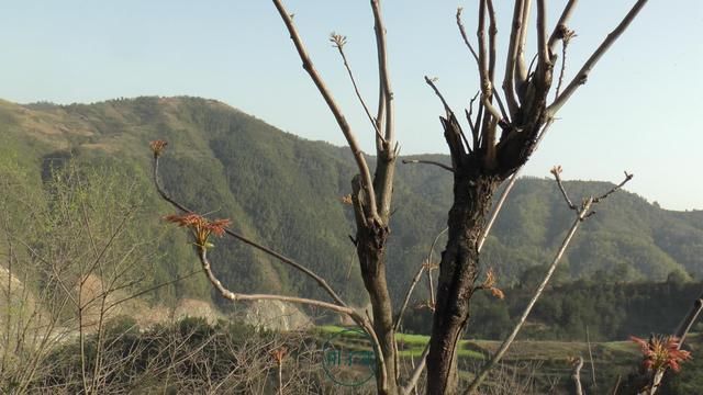 再过几天，农村两种“有味野菜”将成熟，8成农民都吃过