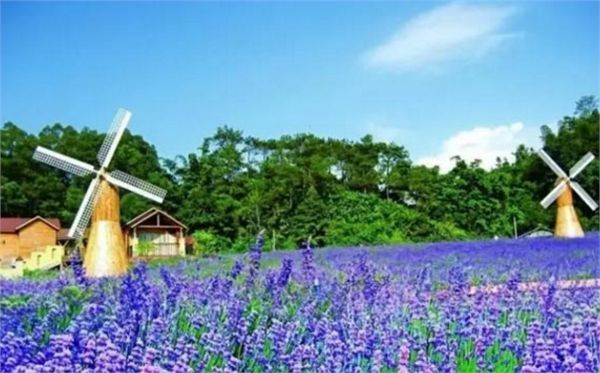 在天津,你家门口哪有花海?骑着单车出发吧!