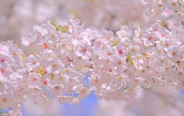 别去日本了！北京这趟6元小火车，带你穿越绝美樱花！沿途风景惊