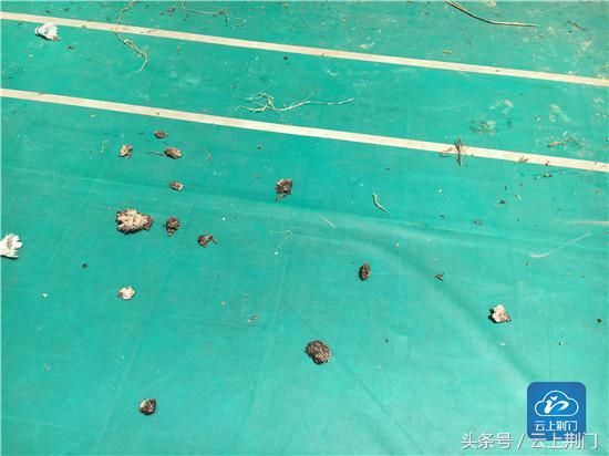 民群众报警 荆门消防官兵一天连摘十几个马蜂窝