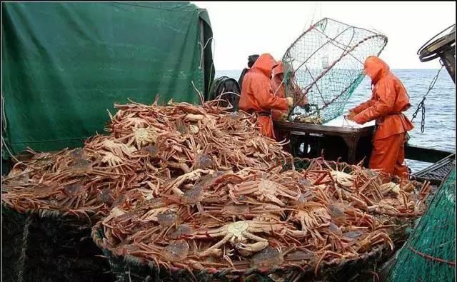 帝王蟹竟然不是螃蟹?!那我这些年吃的是啥!