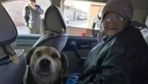 80周岁老奶奶去城里生活,把土狗送给邻居,下一