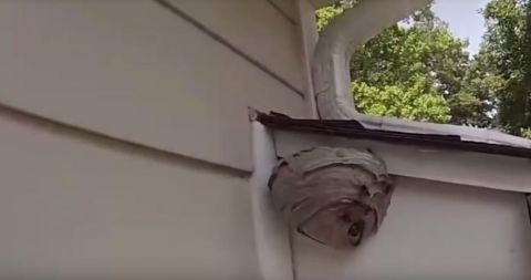 男子发现一个马蜂窝,拿来吸尘器后发生了这一