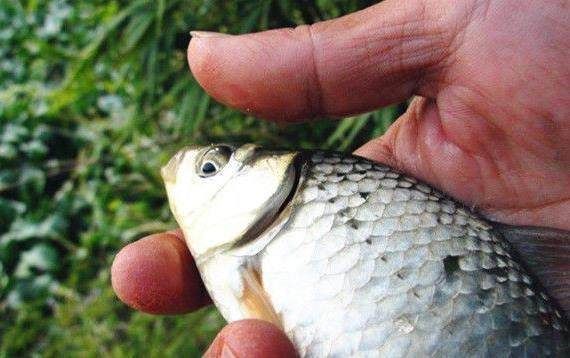 技巧掌握之逗钓视频,钓鱼着四个逗钓传统你也xv技巧巴鲁斯图片