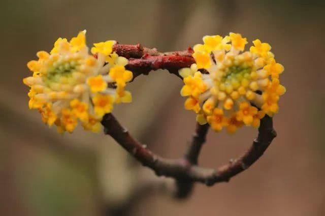 结香花的花语：喜结连枝！~