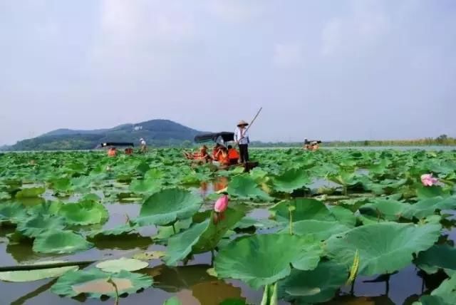 还去洪湖赏荷？蔡甸这个地方十里荷花长廊美炸了，华中一绝！