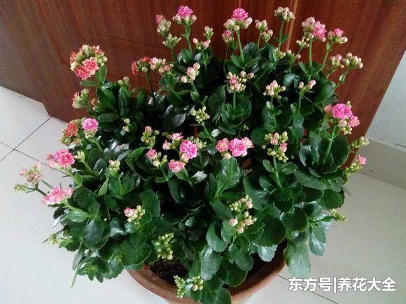 这3种花不能随便养在卧室，不然你病了还找不到原因