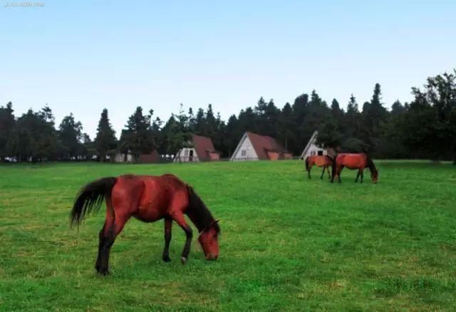 重庆和成都，哪个旅行地最受外地人欢迎？