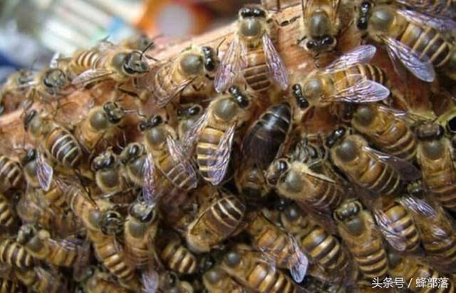 蜜蜂大蜂螨如何治疗?使用什么药物?老蜂农绝