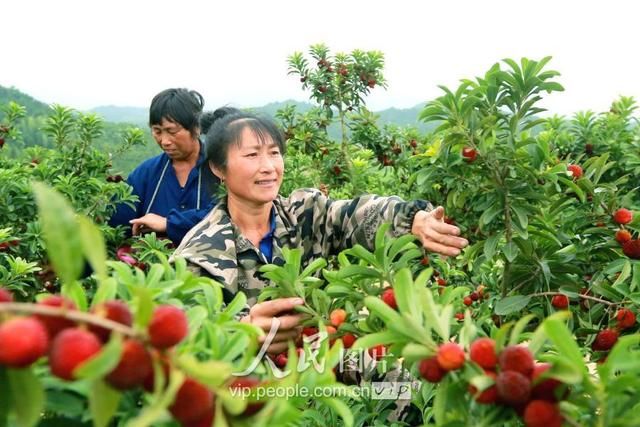 江西峡江:农民喜摘“致富果”