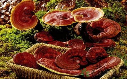 野生灵芝怎么食用