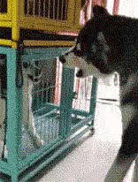 就喜欢这些成精的狗子,每天都能哈哈嘿嘿