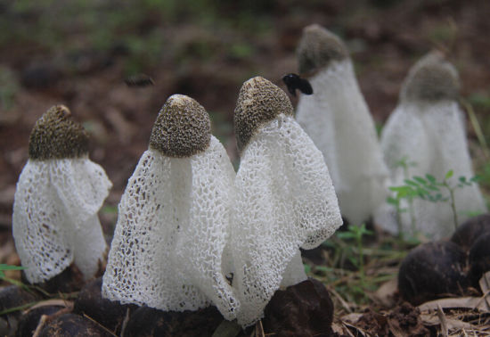 两兄弟种植竹荪创业，种植初期就轻松赚5万