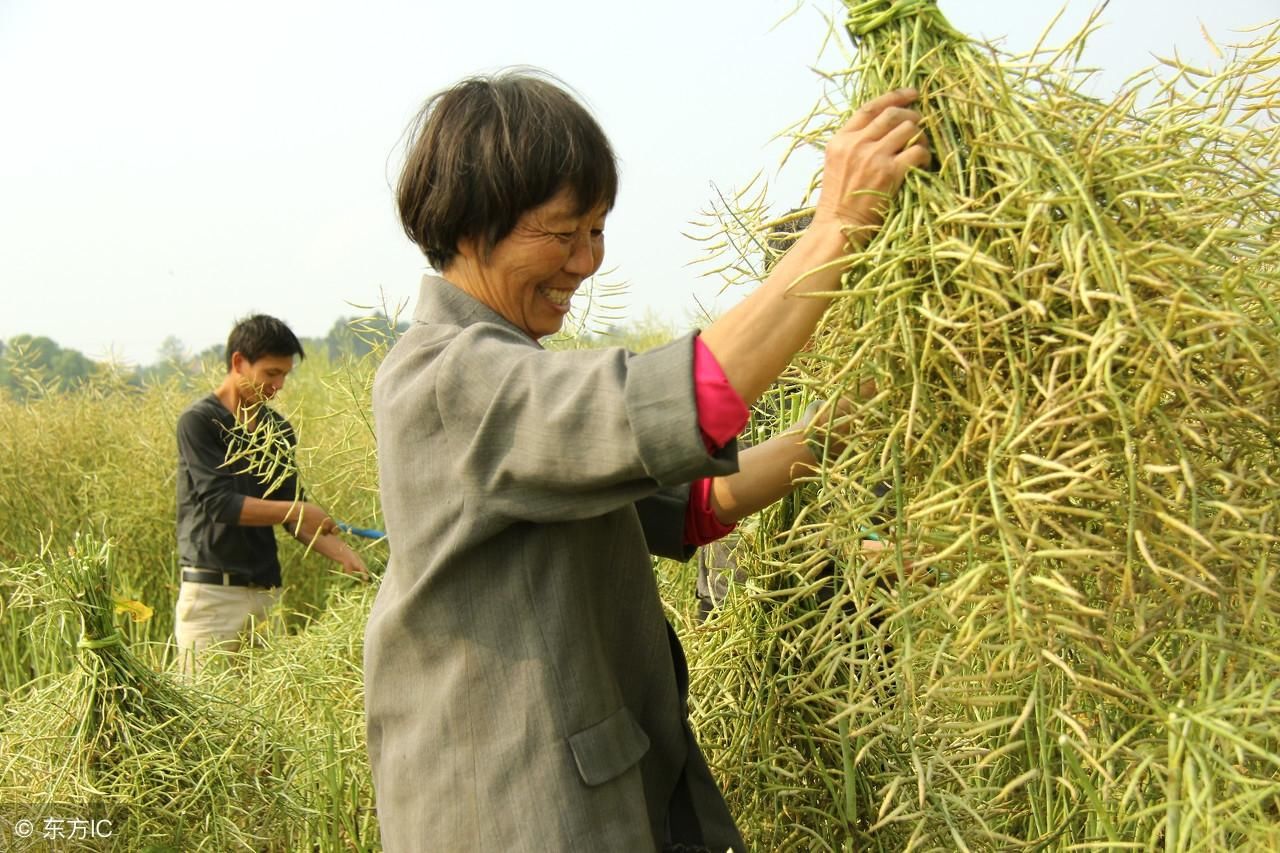 看了咸阳北五县种油菜的农民，我终于知道他们为什么这么穷了