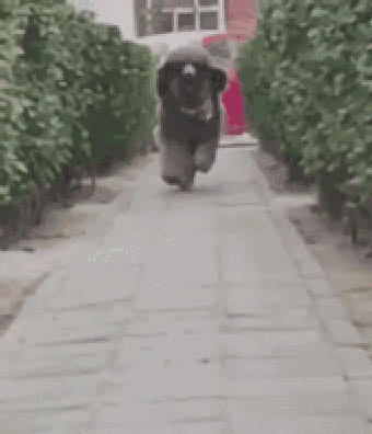 主人带巨型犬出门,要回家时狗狗不干了,主人拖