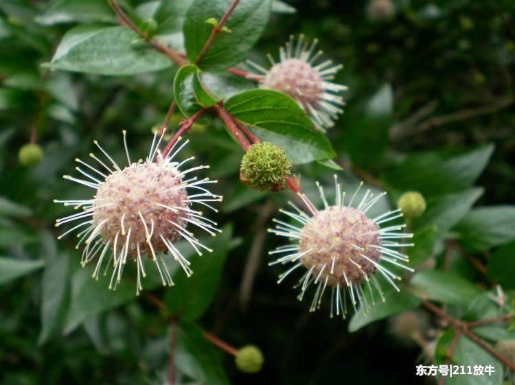 河边这野草,人称水杨梅,如今被当盆栽,却不知