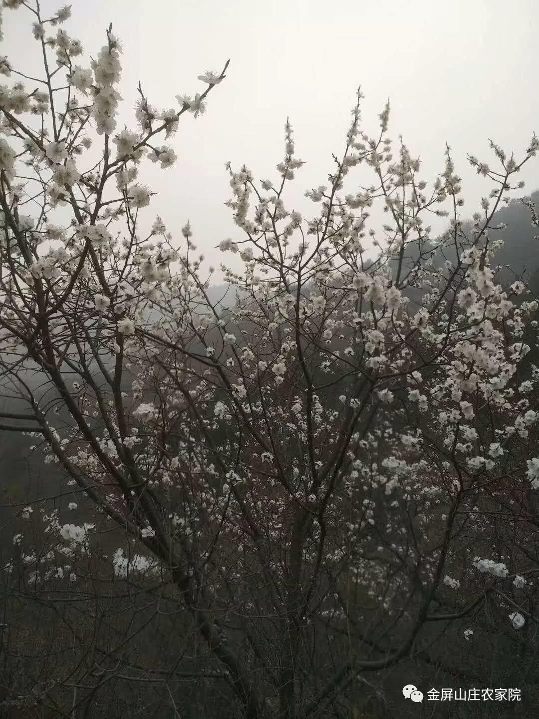 清明时节，桃杏争艳，金屏山庄，出行之选！