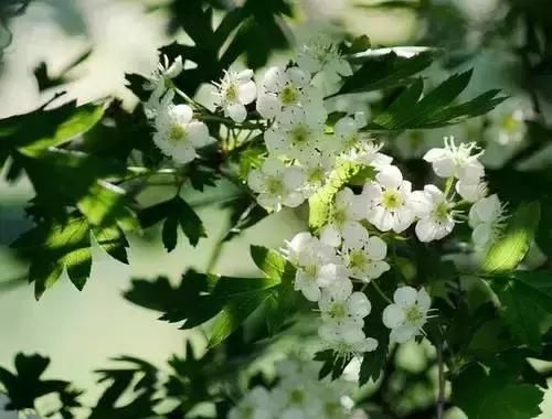 每种花都有特定的花开时间， 掌握这个时间， 为你营造最美的美景