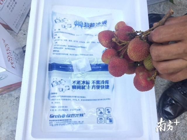 汕尾荔枝首次“走出去”,荔农再也不用担心滞销了!