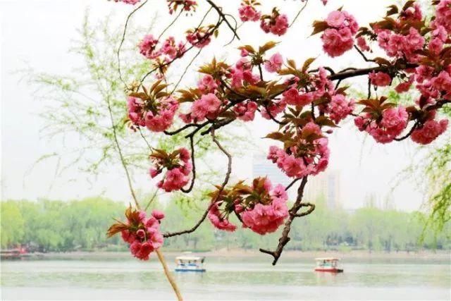 三月花开，四月花繁~京郊春花正当时｜确认过眼神，是去京郊赏花