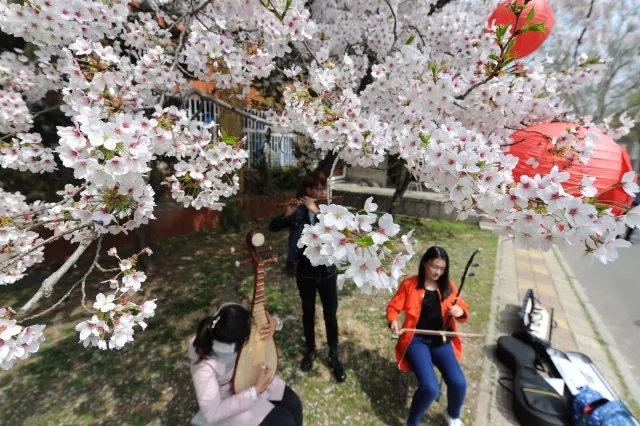 这个春天，最美的樱花都在这了！