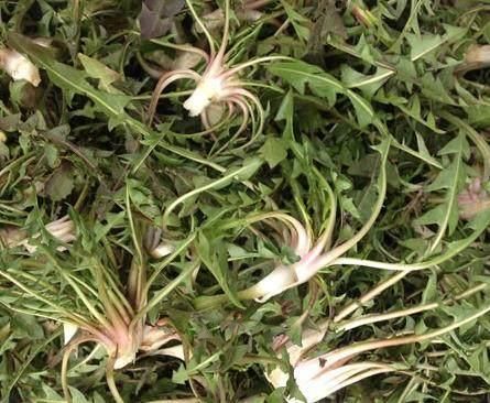 农村人嫌弃它“苦”,拿到城里,城里人按克称着买