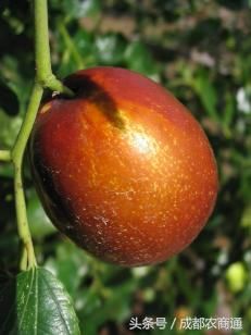 这种枣子中国仅此一种,被列为国家一级重点保