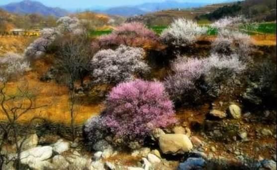 清明踏青赏花何处去？这份赏花地图请收好！