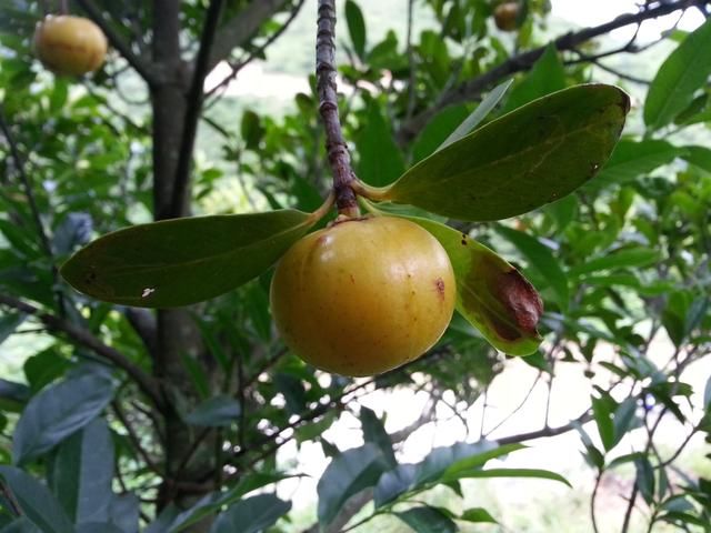 这金黄金黄的野果,你吃过吗