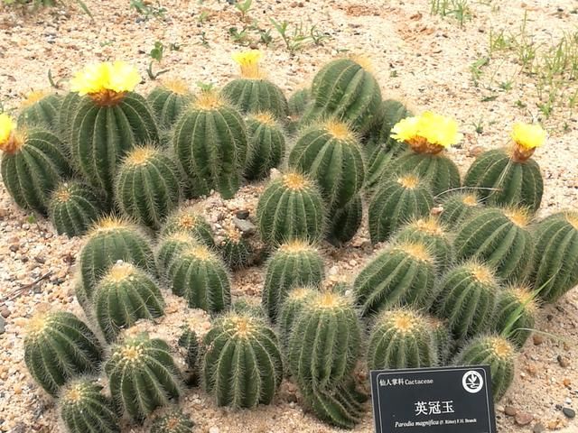 东莞植物园的多肉植物