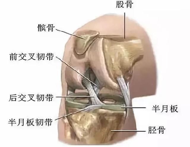 我的膝关节为什么会发出弹响？