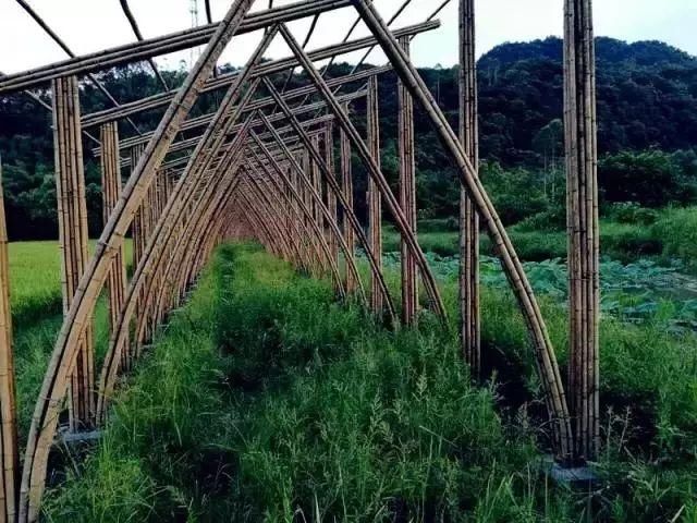 从废弃小学到绝美民宿！千亩稻田环绕、山泉水无边泳池，这间酒店